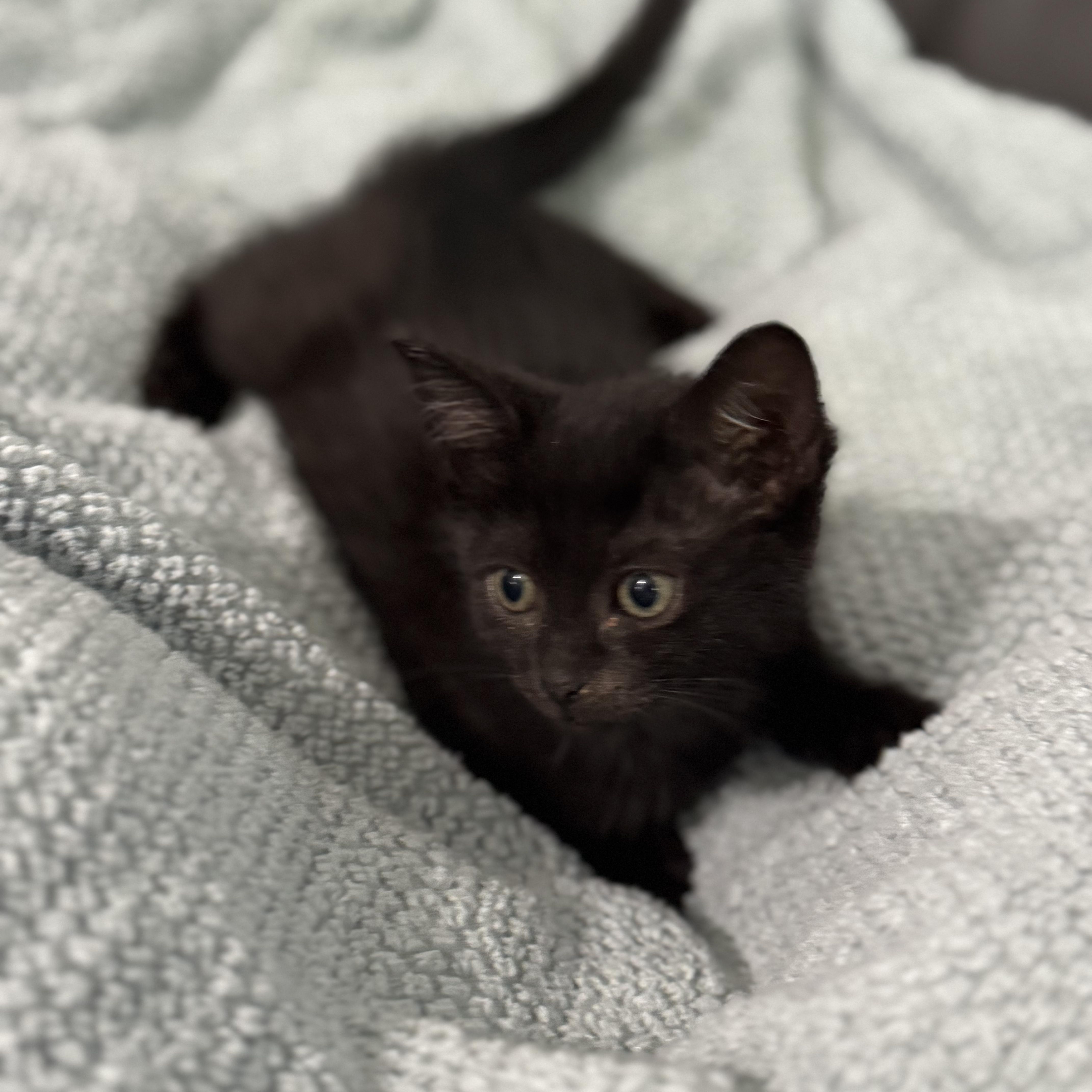 Celeste, a Adoptable Domestic Short Hair in Boston, MA image 5/5