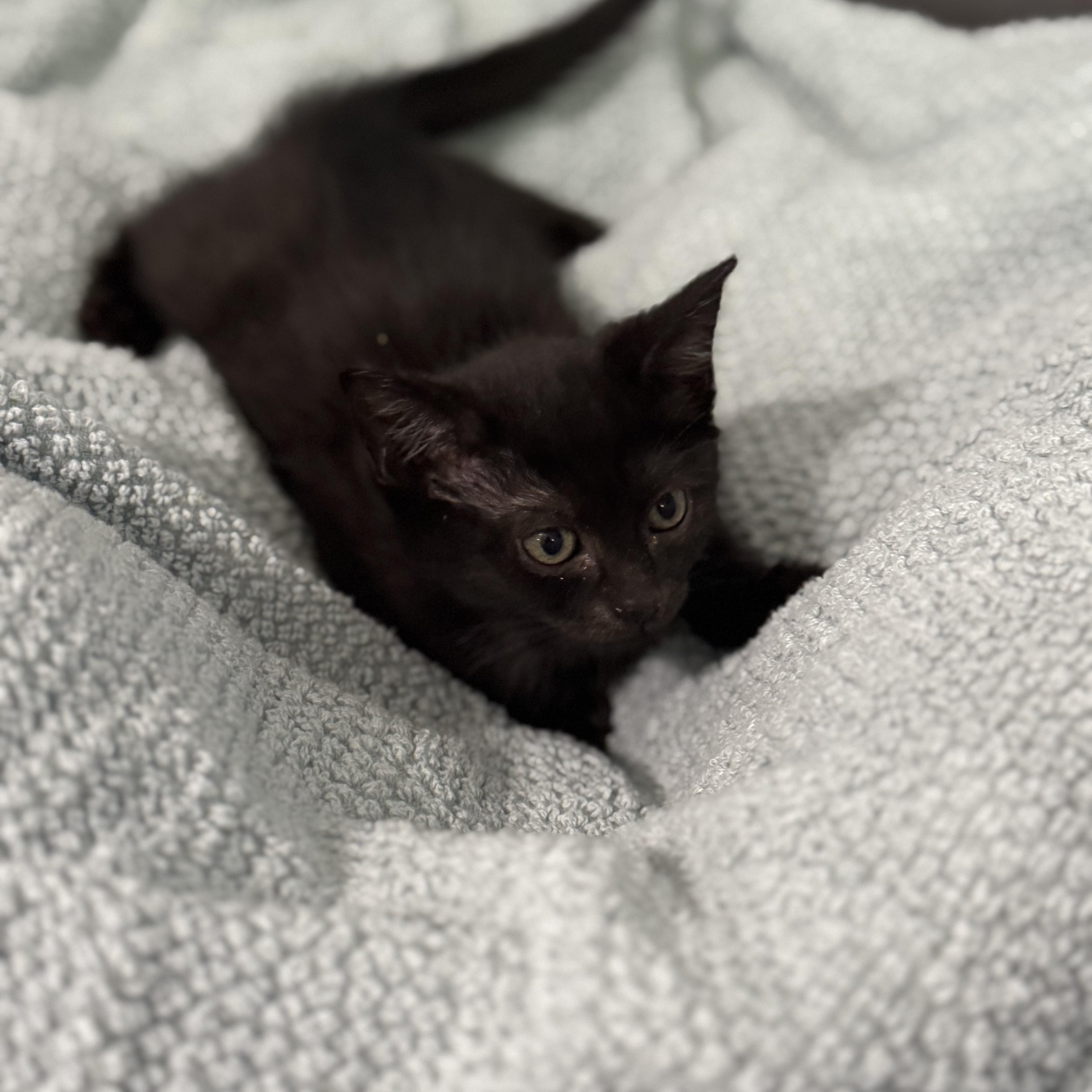 Celeste, a Adoptable Domestic Short Hair in Boston, MA image 4/5