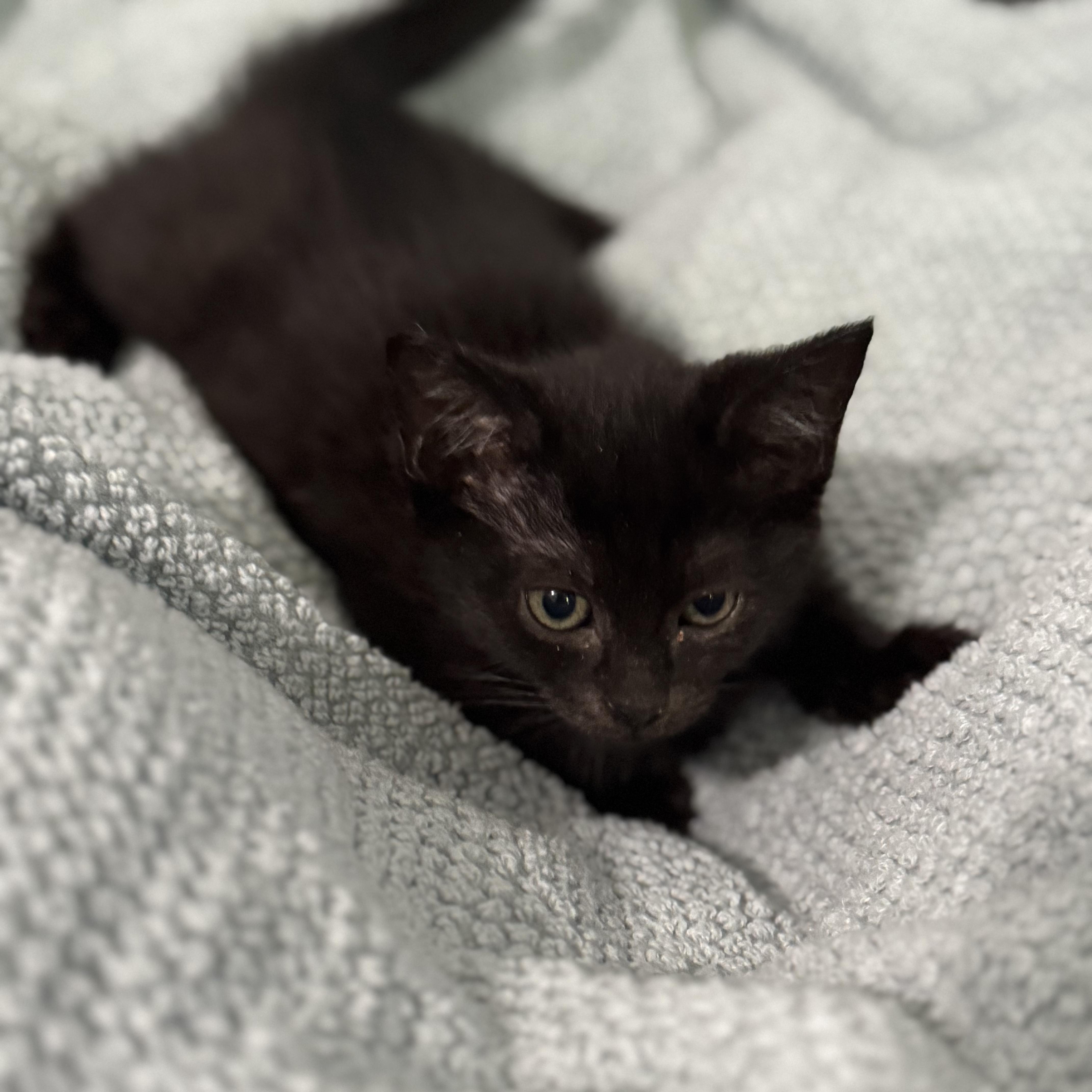 Celeste, a Adoptable Domestic Short Hair in Boston, MA image 2/5