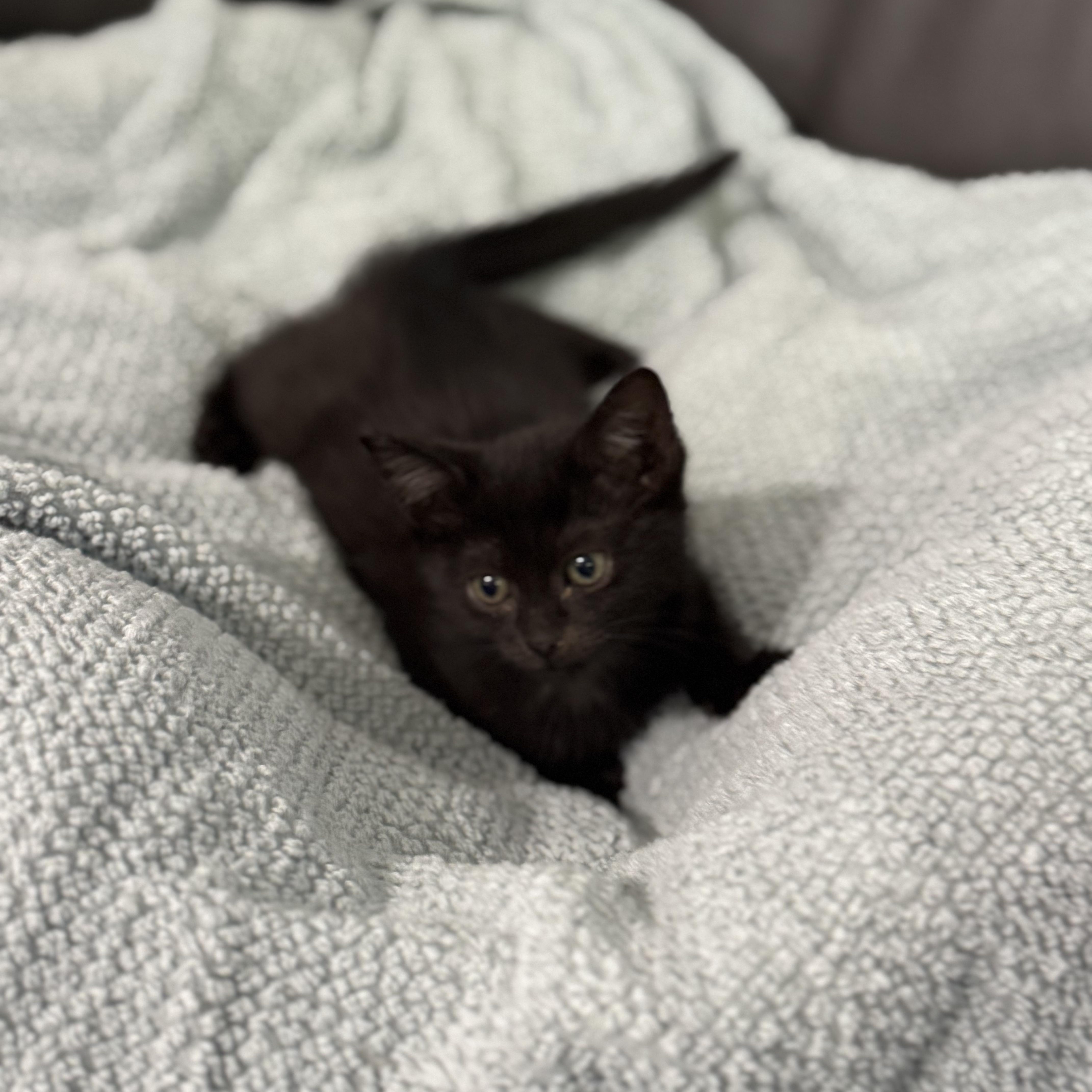 Celeste, a Adoptable Domestic Short Hair in Boston, MA image 3/5