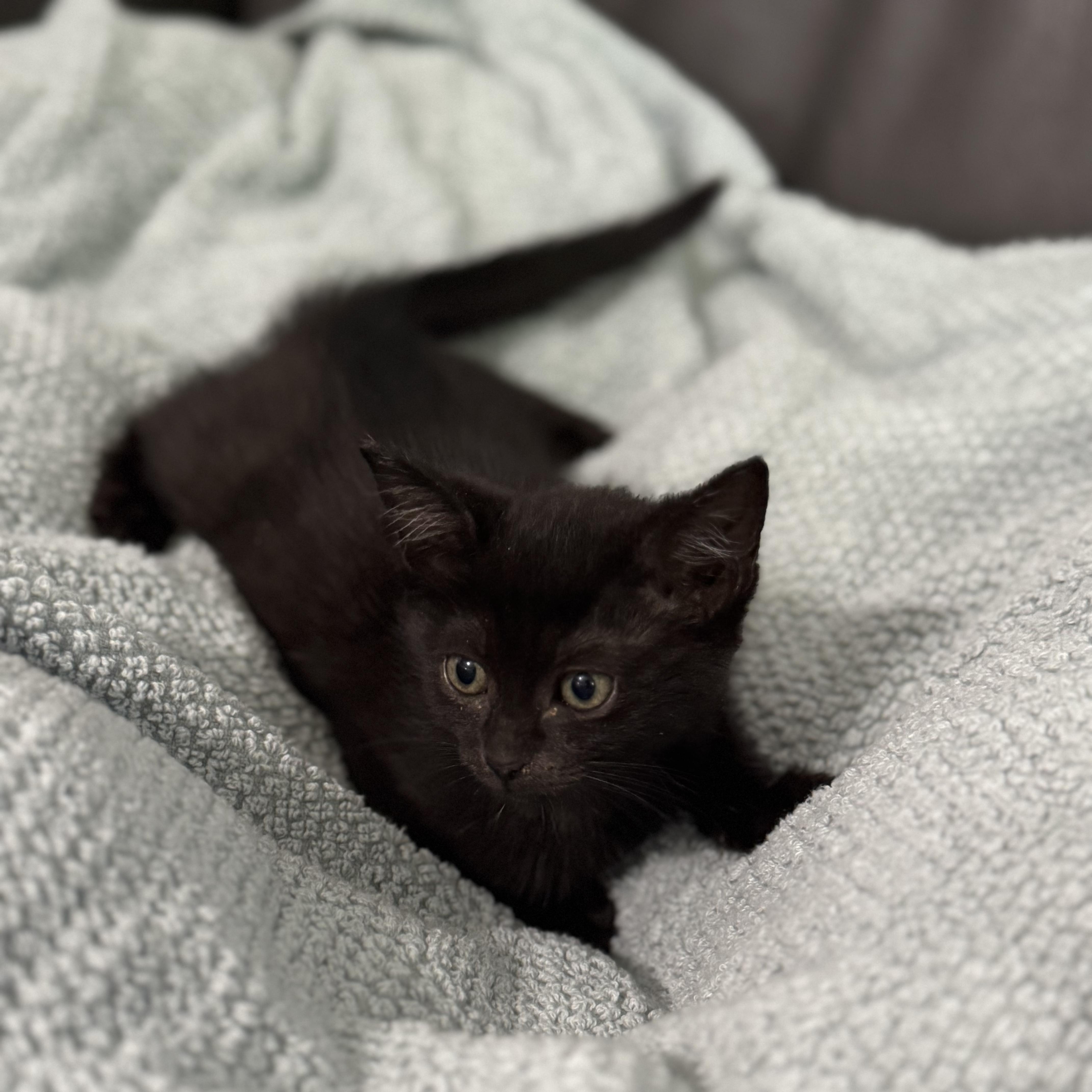Celeste, Adoptable, Kitten Female Domestic Short Hair.