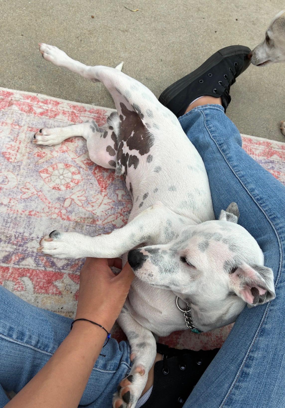 Mayor, a ADOPTABLE mixed breed in Burbank, CA image 2/6