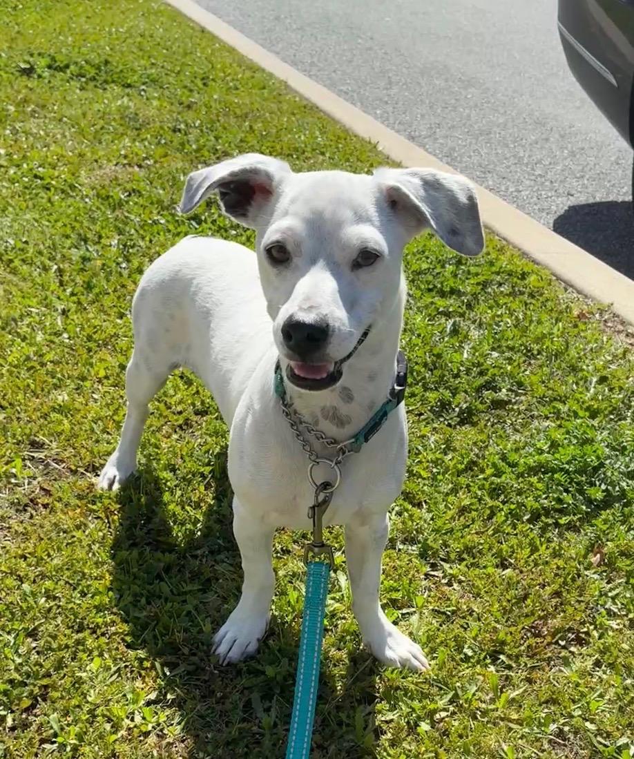 Mayor, a ADOPTABLE mixed breed in Burbank, CA image 4/6