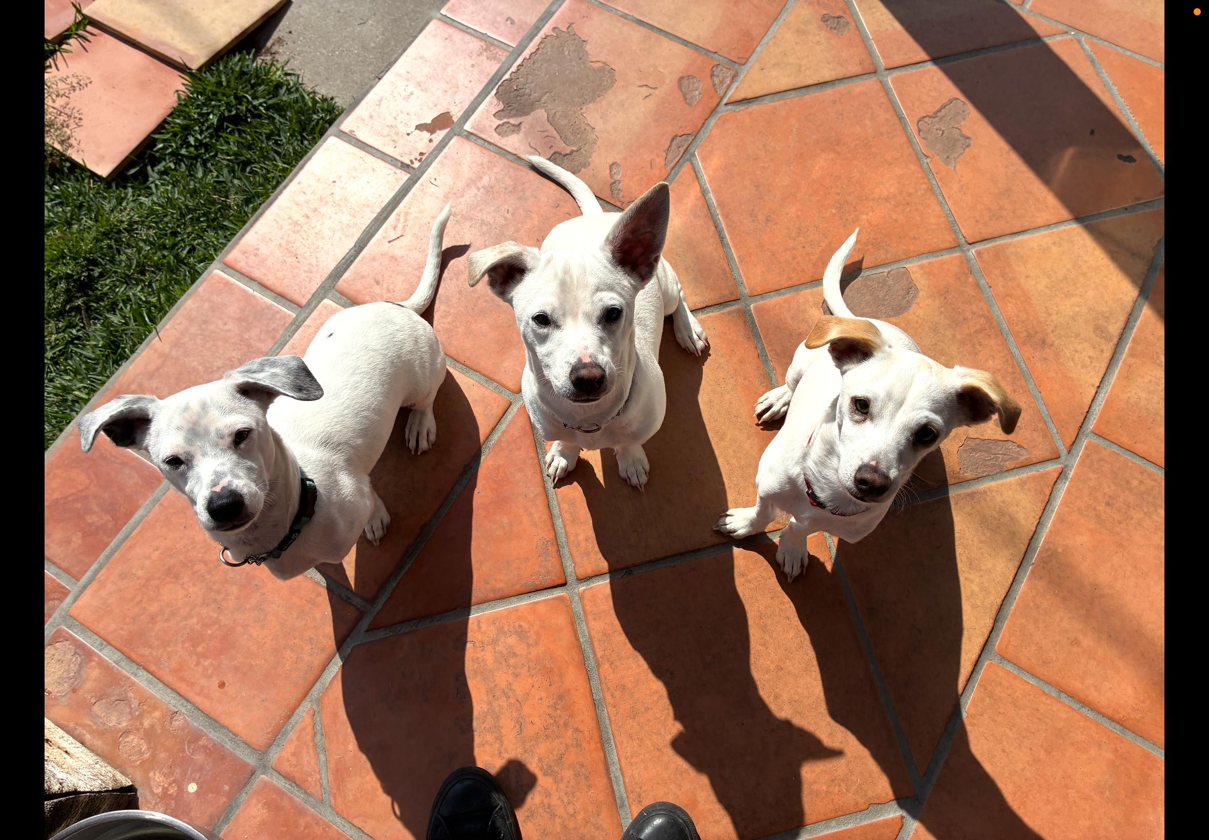 Mayor, a ADOPTABLE mixed breed in Burbank, CA image 5/6