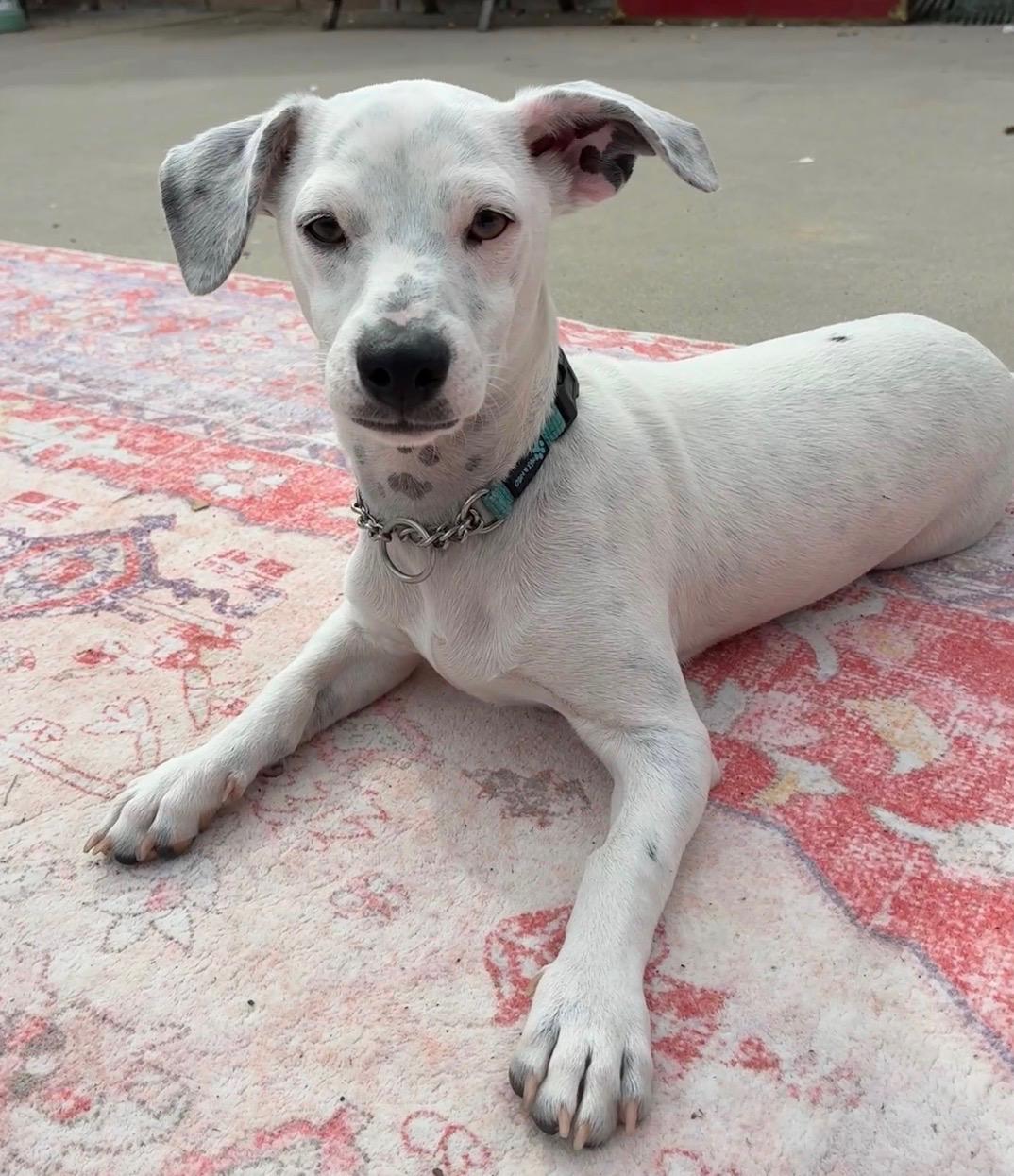 Mayor, a ADOPTABLE mixed breed in Burbank, CA image 1/6