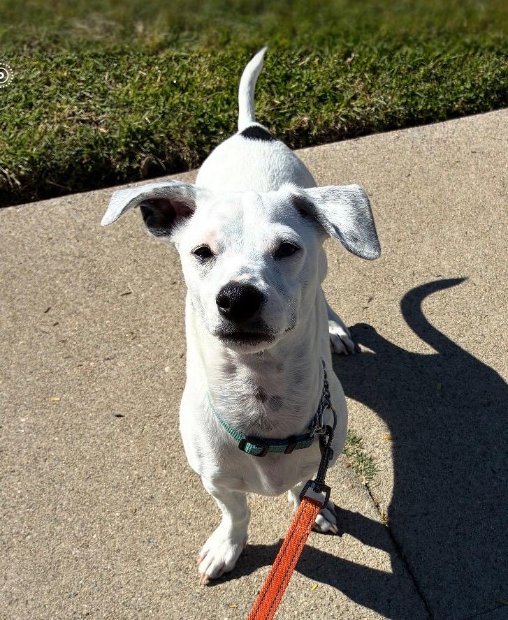 Mayor, a ADOPTABLE mixed breed in Burbank, CA image 3/6