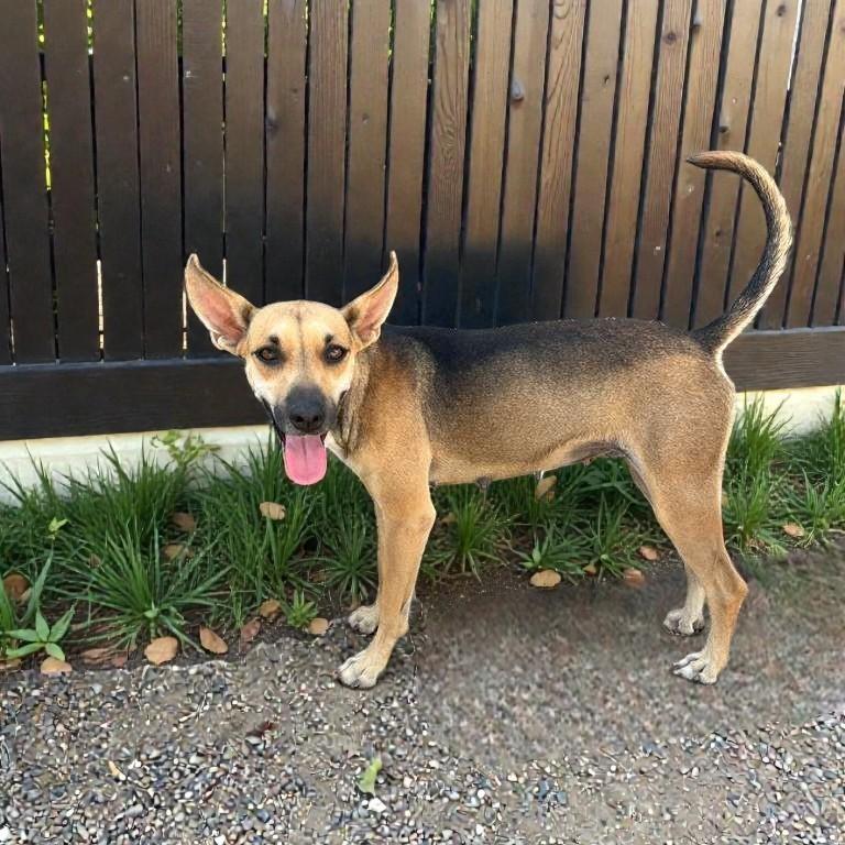 Enlarge Juliet, a Adoptable mixed breed in San Jose, CA image 6/6
