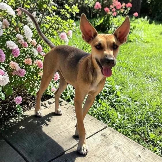 Juliet, Adoptable, Young Female Shepherd & Feist.