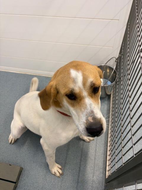 Daphne, Adoptable, Adult Female Coonhound & Mixed Breed.