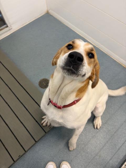 Daphne, a Adoptable mixed breed in Portland, IN image 2/4