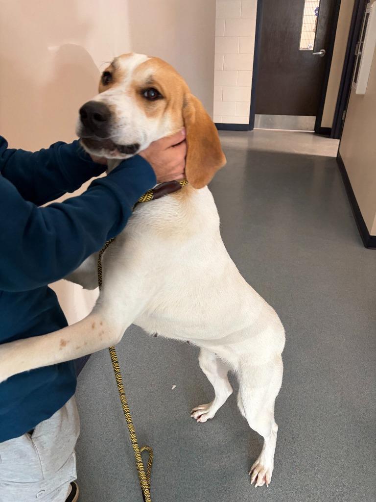 Enlarge Daphne, a Adoptable mixed breed in Portland, IN image 1/2