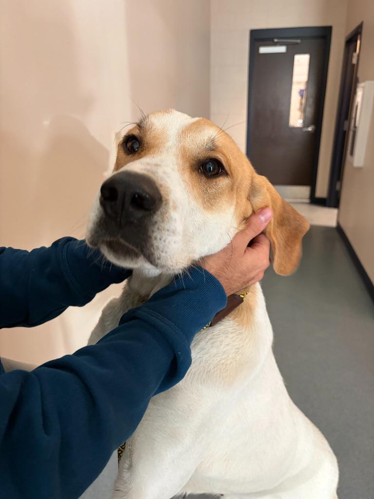 Enlarge Daphne, a Adoptable mixed breed in Portland, IN image 2/2