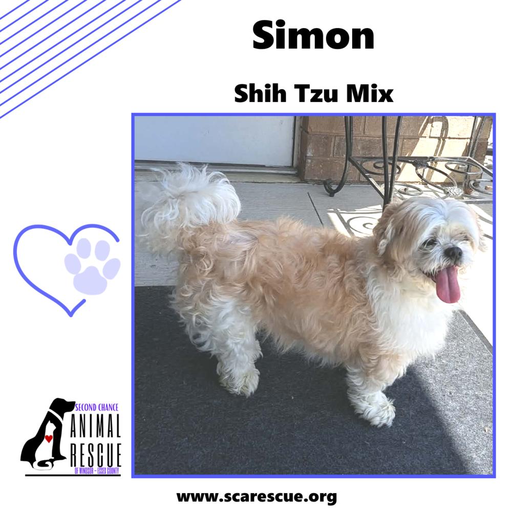Simon, Adoptable, Senior Male Shih Tzu.