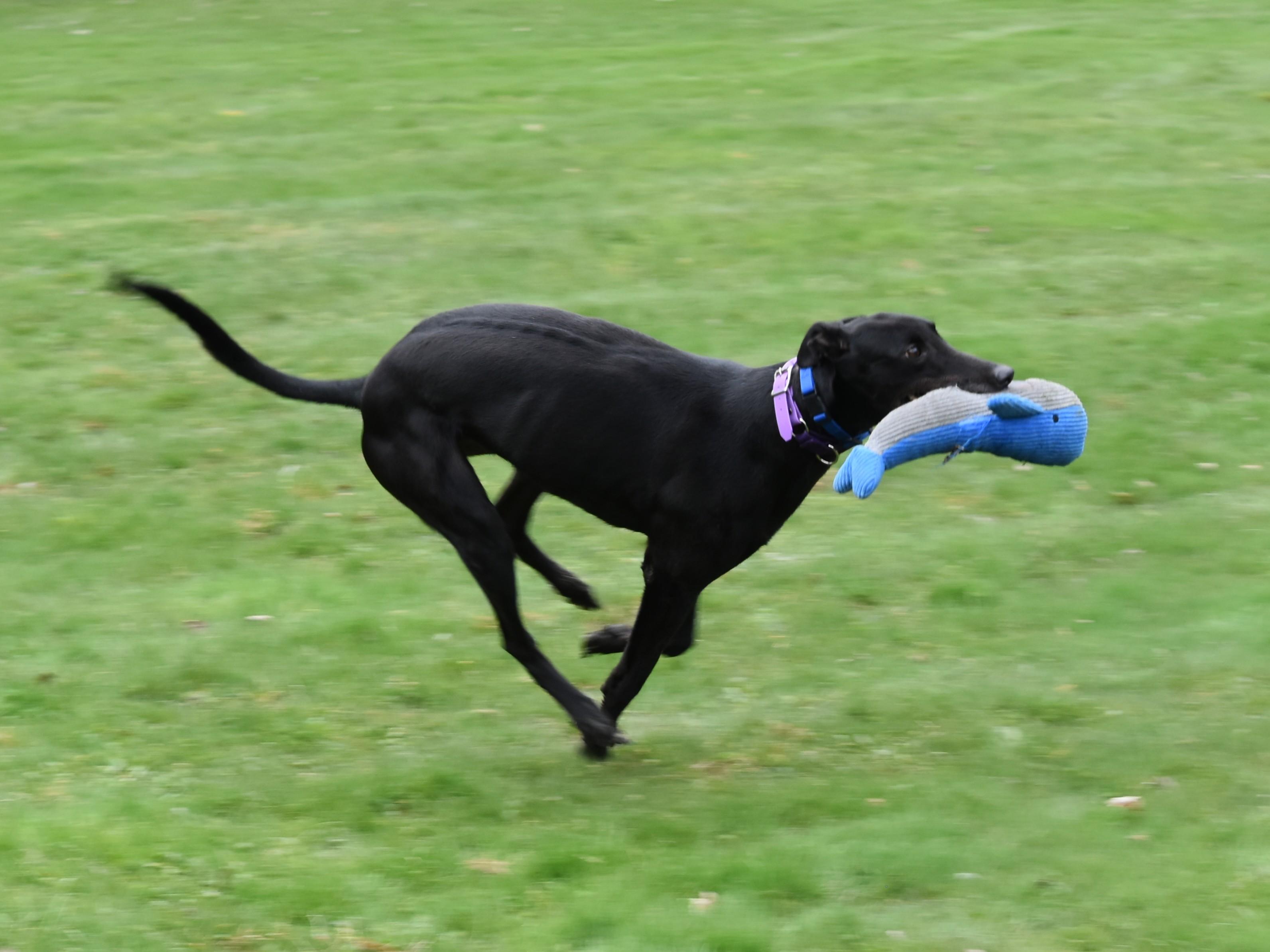 Enlarge Westside Warrior "Warrior", a Adopted Greyhound in Chagrin Falls, OH image 1/6