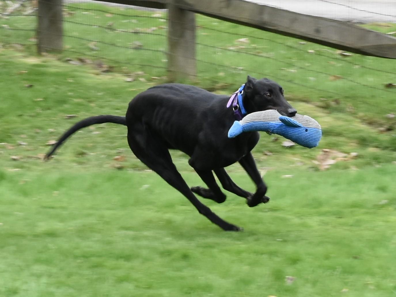 Enlarge Westside Warrior "Warrior", a Adopted Greyhound in Chagrin Falls, OH image 2/6