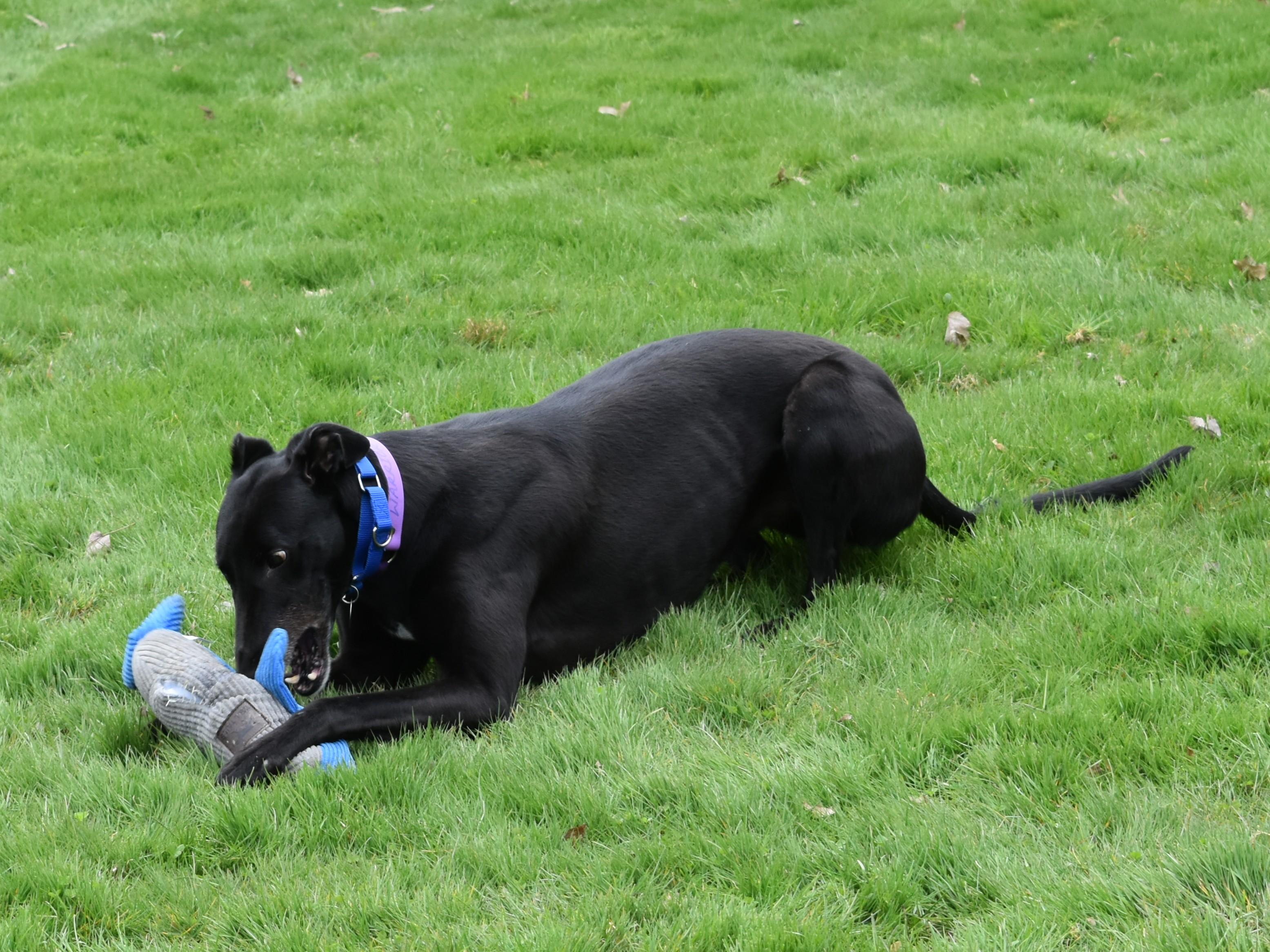 Enlarge Westside Warrior "Warrior", a Adopted Greyhound in Chagrin Falls, OH image 3/6