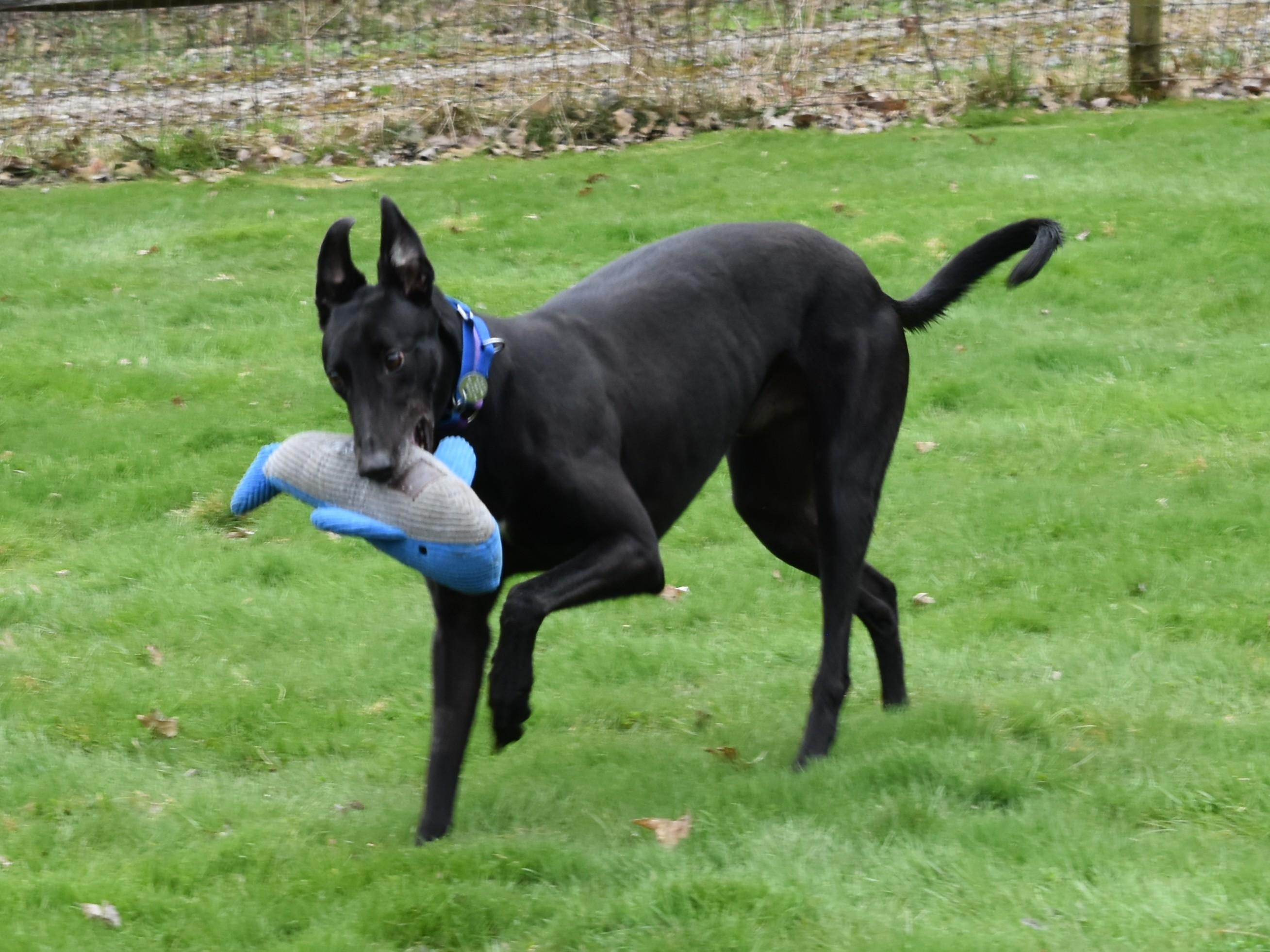 Enlarge Westside Warrior "Warrior", a Adopted Greyhound in Chagrin Falls, OH image 4/6