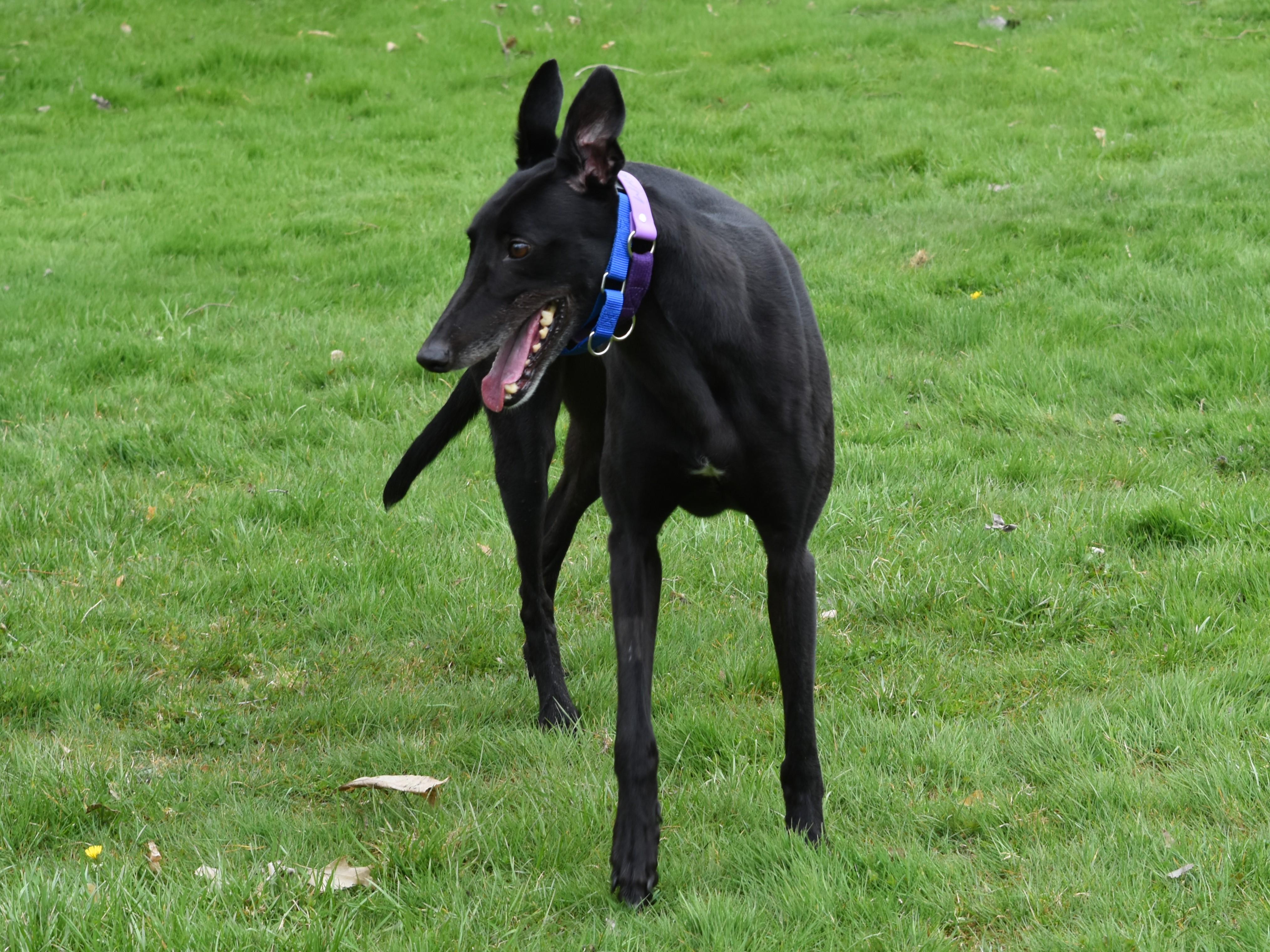 Enlarge Westside Warrior "Warrior", a Adopted Greyhound in Chagrin Falls, OH image 5/6