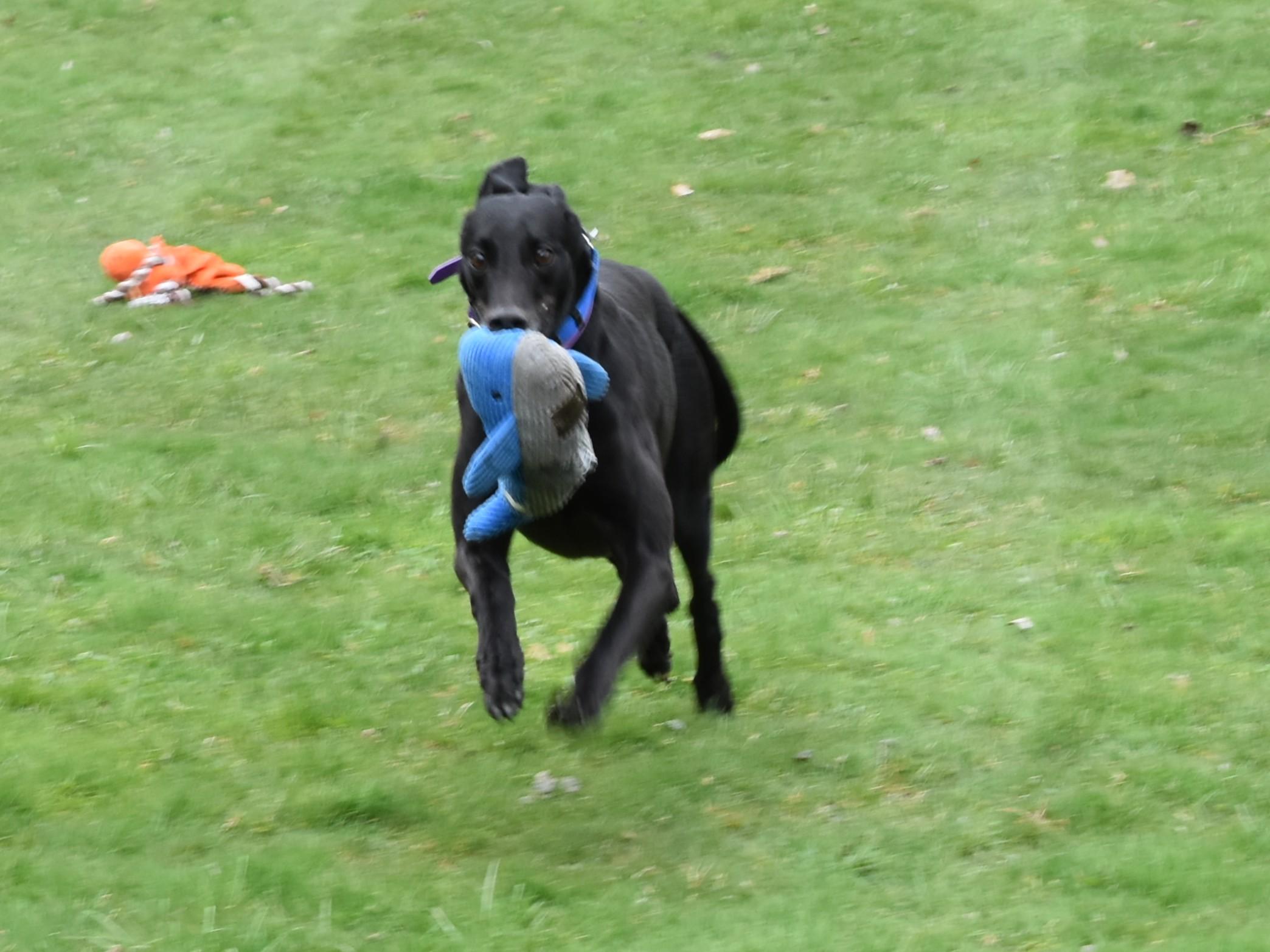 Enlarge Westside Warrior "Warrior", a Adopted Greyhound in Chagrin Falls, OH image 6/6