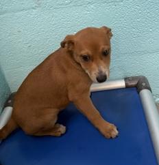 Cranberry, Adoptable, Young Female Australian Cattle Dog / Blue Heeler.