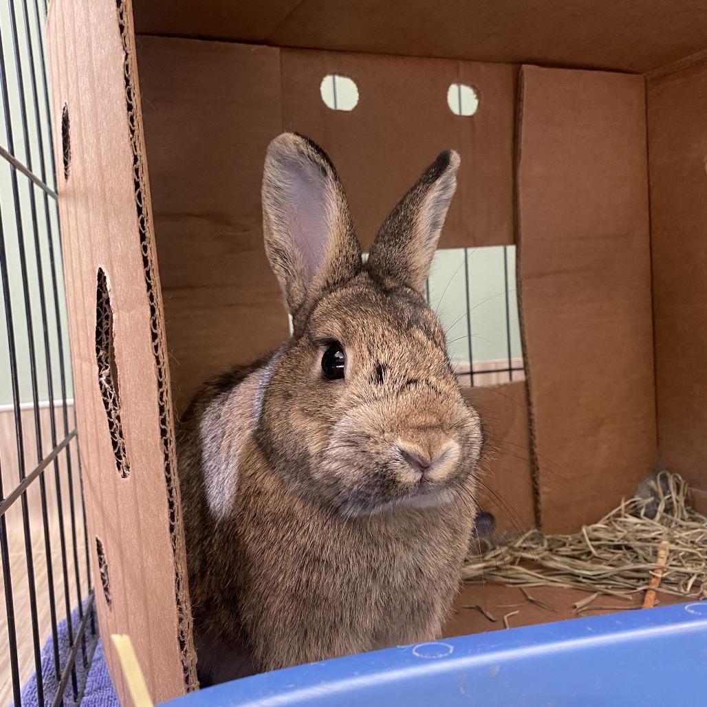 Alexis, Adoptable, Adult Female Rex.