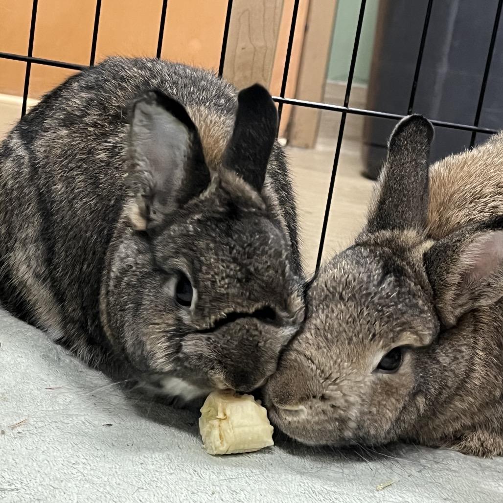 Enlarge Alexis, a Adoptable Rex in Bedford, NH image 2/6