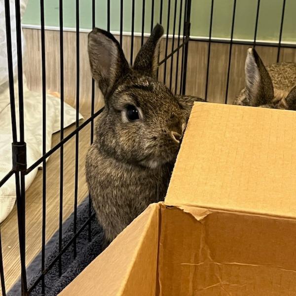 Enlarge Alexis, a Adoptable Rex in Bedford, NH image 3/6