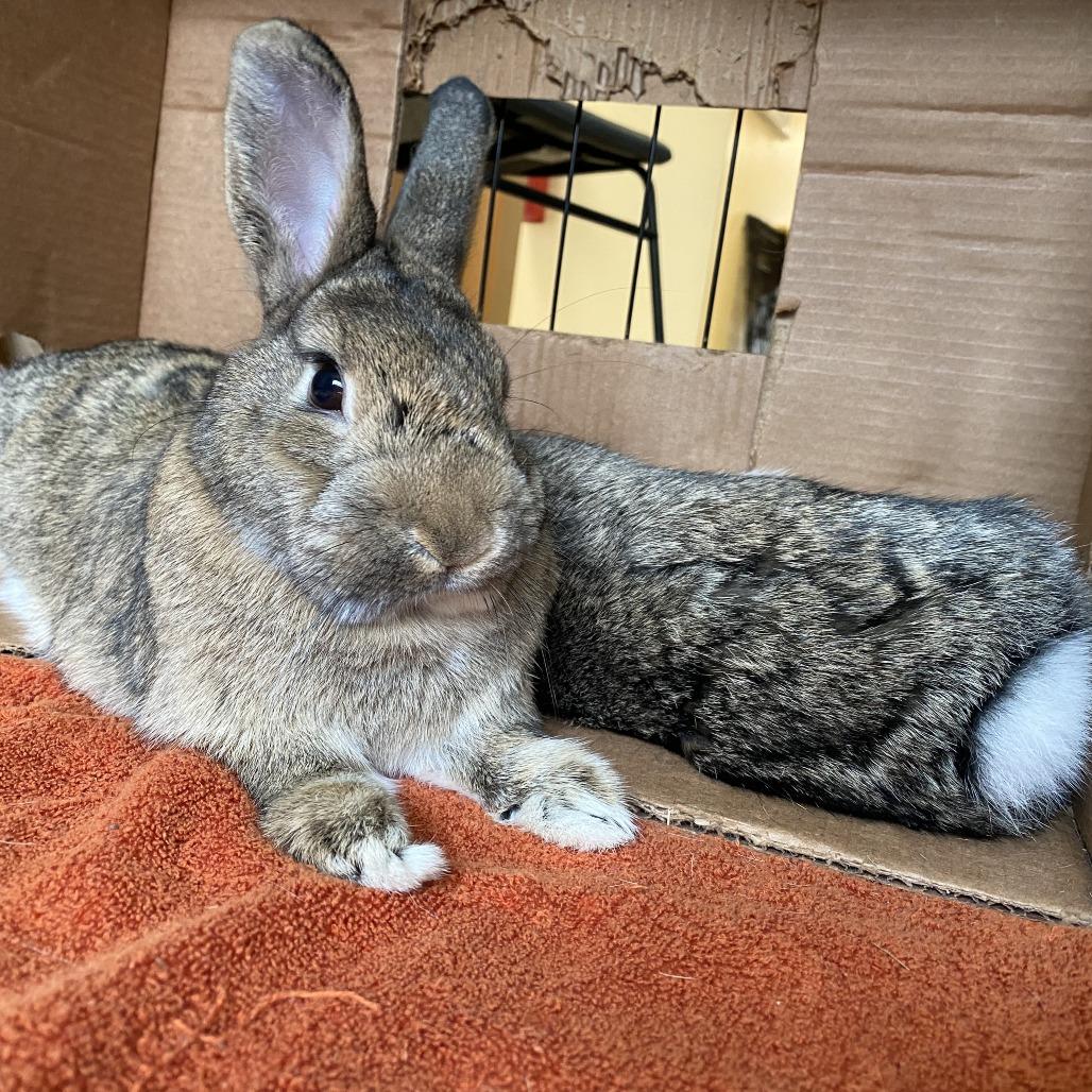 Enlarge Alexis, a Adoptable Rex in Bedford, NH image 4/6