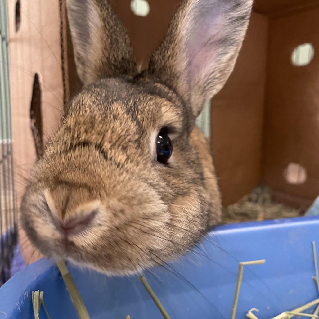 Enlarge Alexis, a Adoptable Rex in Bedford, NH image 5/6
