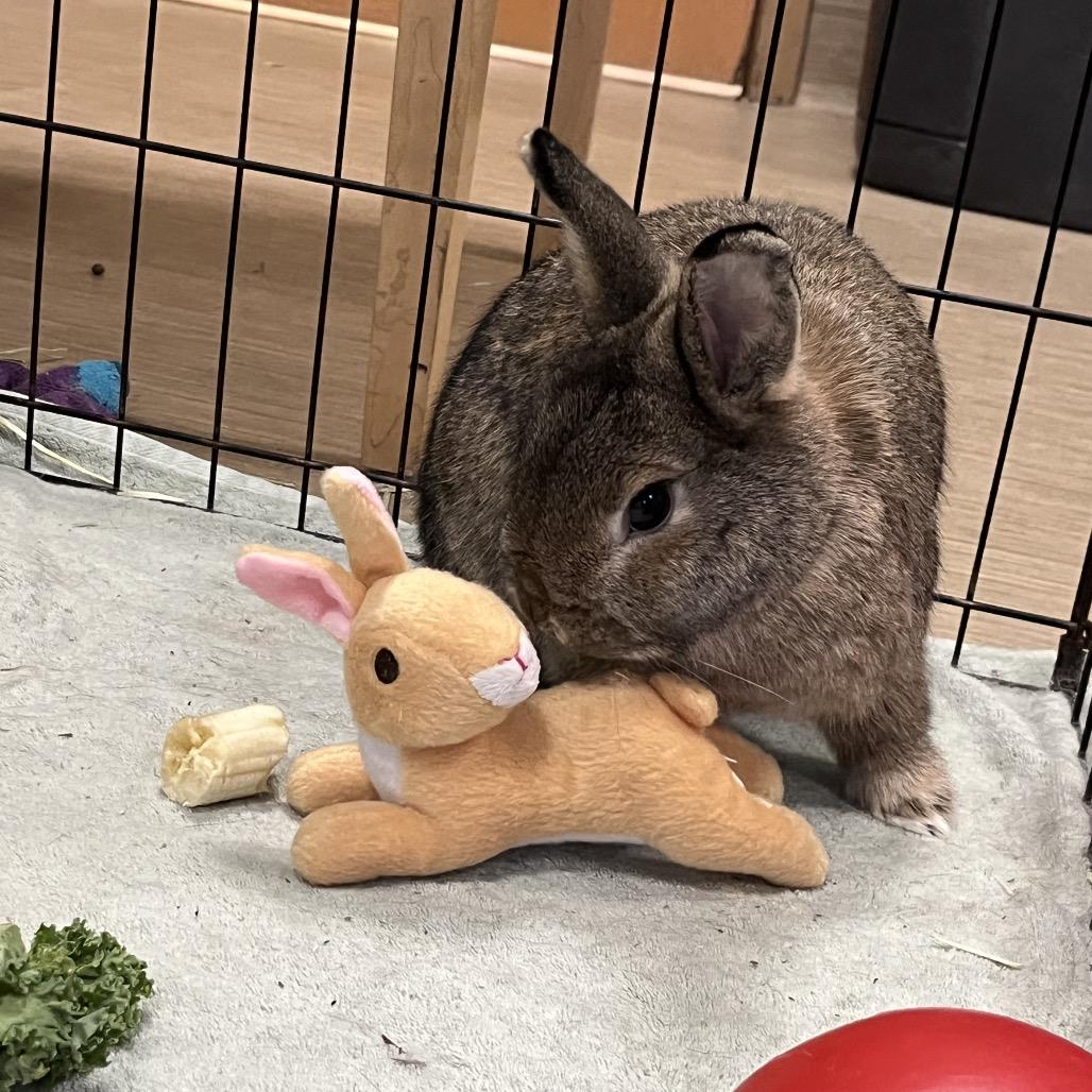 Enlarge Alexis, a Adoptable Rex in Bedford, NH image 4/6