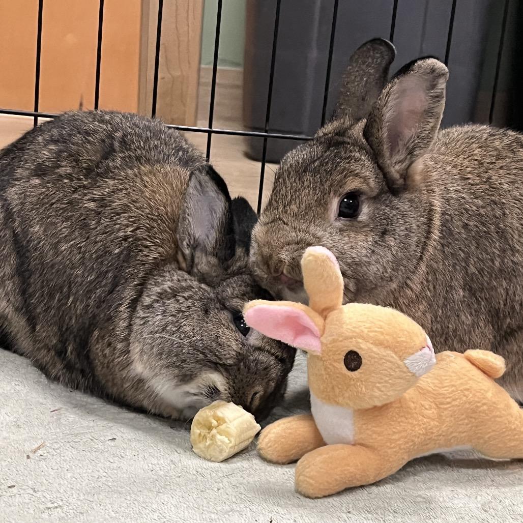 Enlarge Alexis, a Adoptable Rex in Bedford, NH image 5/6