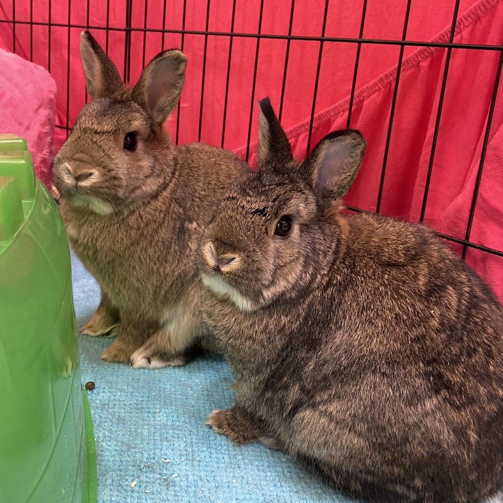 Alexis, a Adoptable Rex in Bedford, NH image 5/6