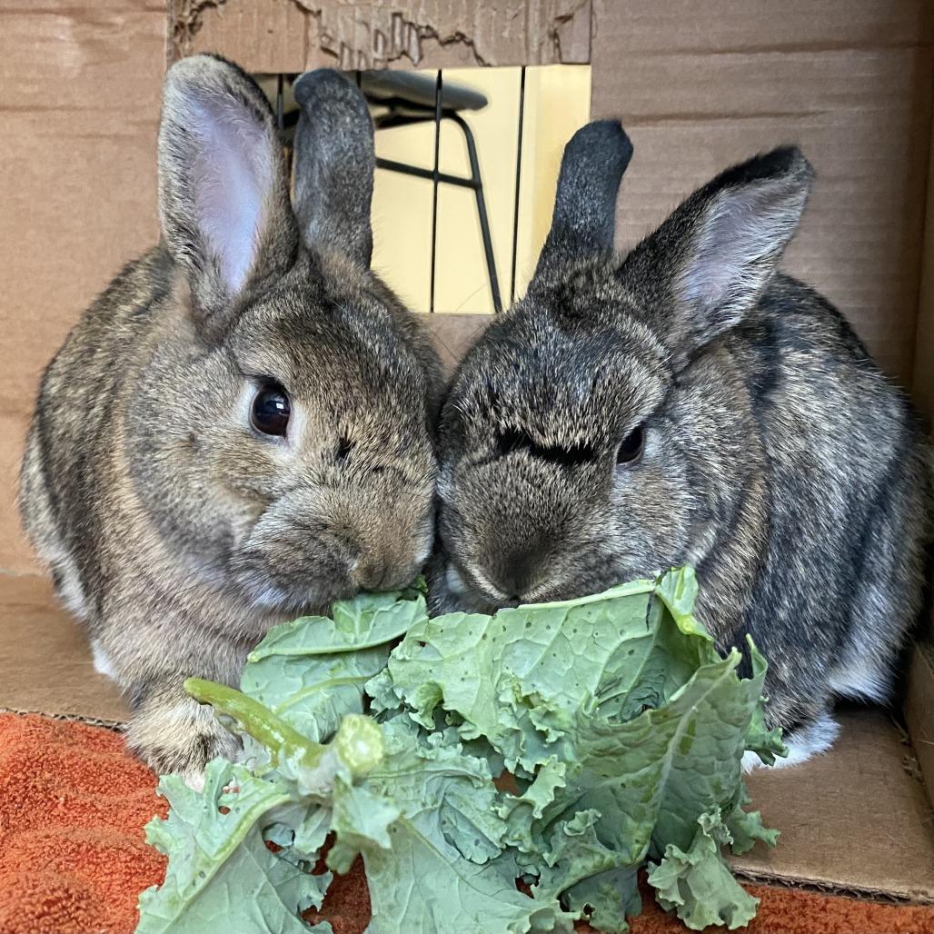 Enlarge Alexis, a Adoptable Rex in Bedford, NH image 6/6