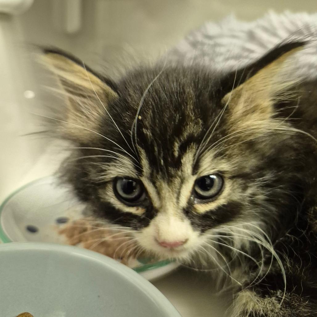 Enlarge Keekee, a Adoptable Domestic Medium Hair in Drumheller, AB image 1/1