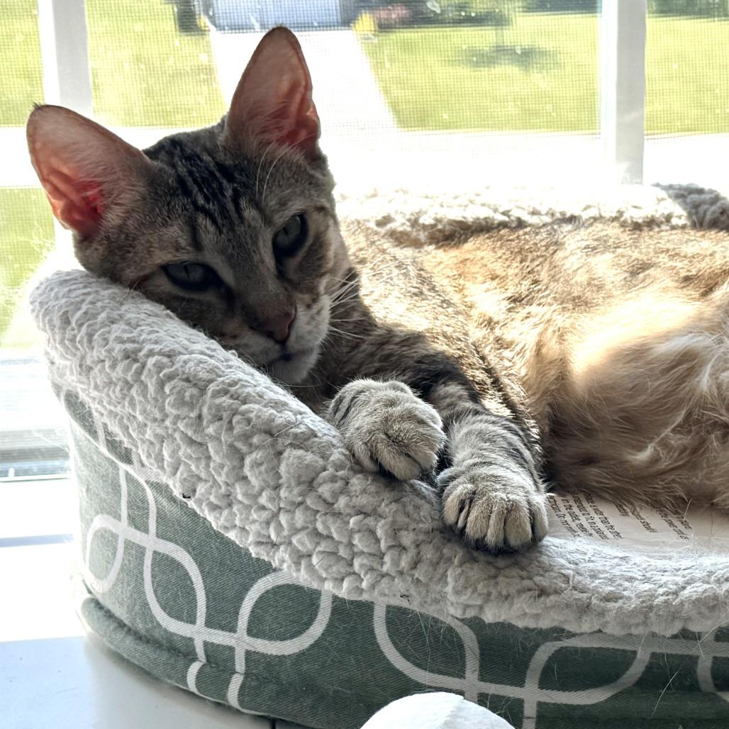 Novalee, Adoptable, Senior Female Domestic Short Hair.