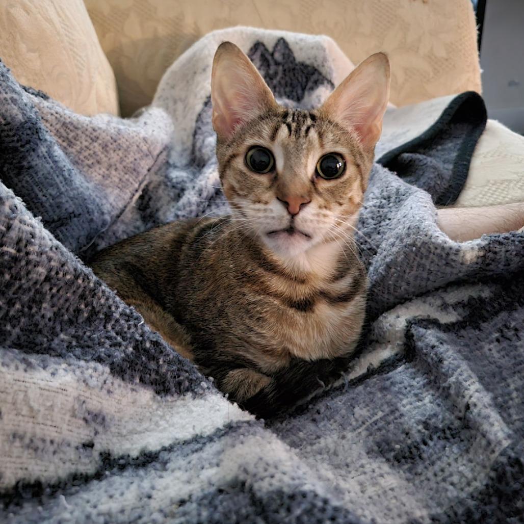 Enlarge Novalee, a Adoptable Domestic Short Hair in York, PA image 3/6