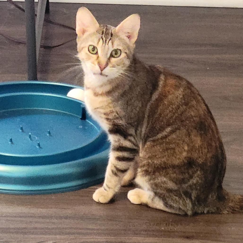 Novalee, Adoptable, Senior Female Domestic Short Hair.
