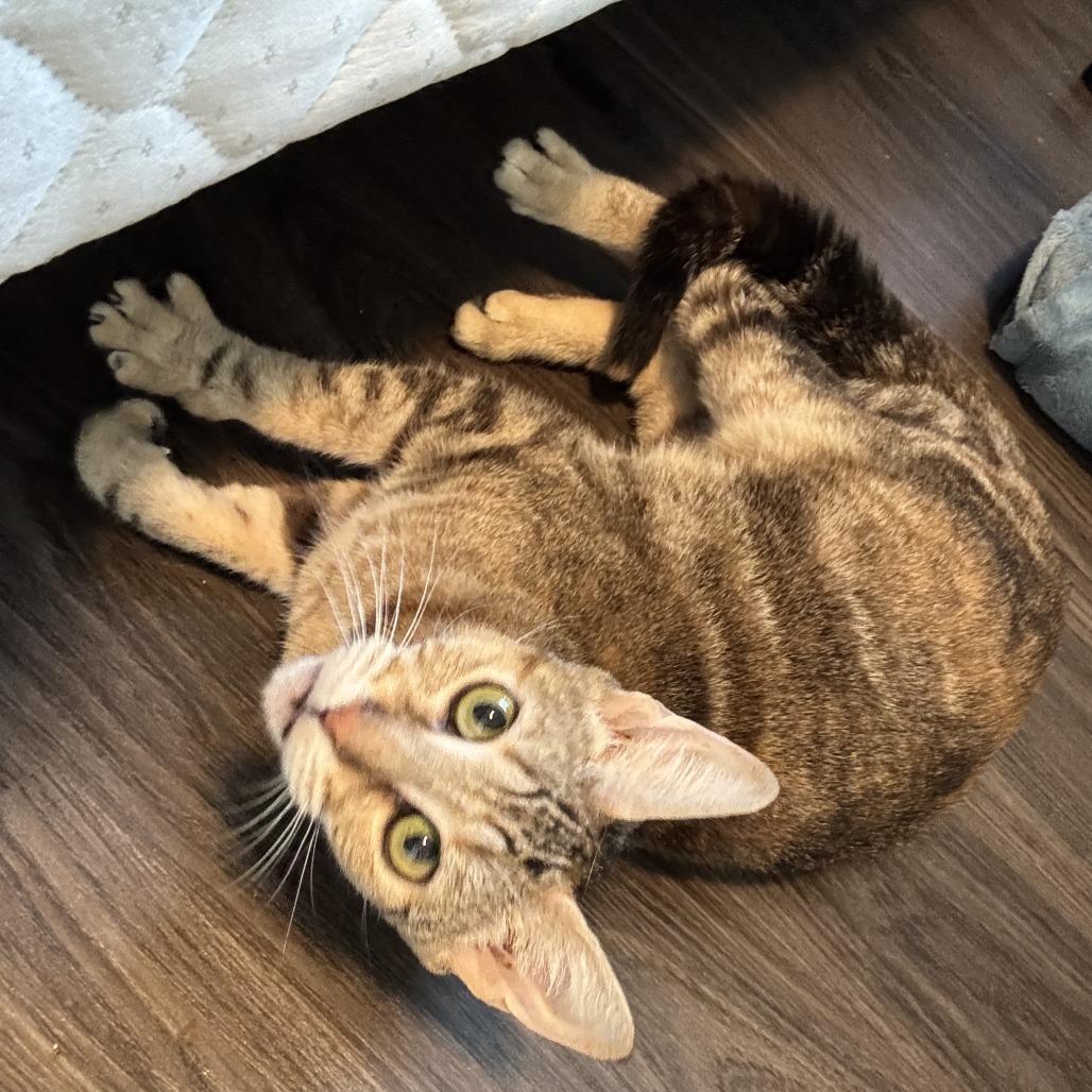 Novalee, a Adoptable Domestic Short Hair in York, PA image 2/3