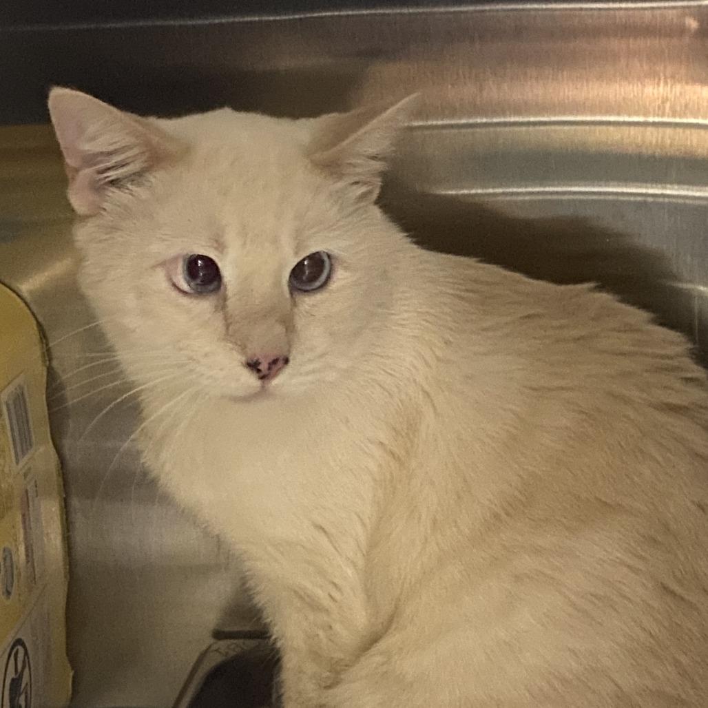 Enlarge Kermit, a Adoptable Siamese image 1/1