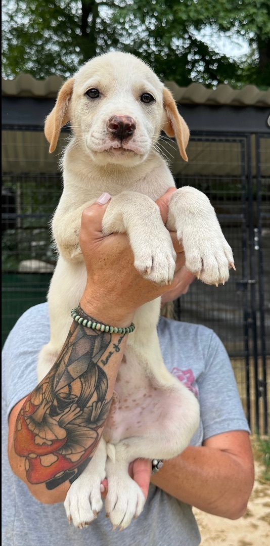 Hamlet, Adopted, Puppy Male Great Pyrenees.