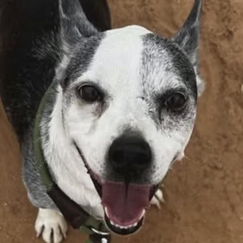 Bob, Adoptable, Senior Male Boston Terrier & Mixed Breed.