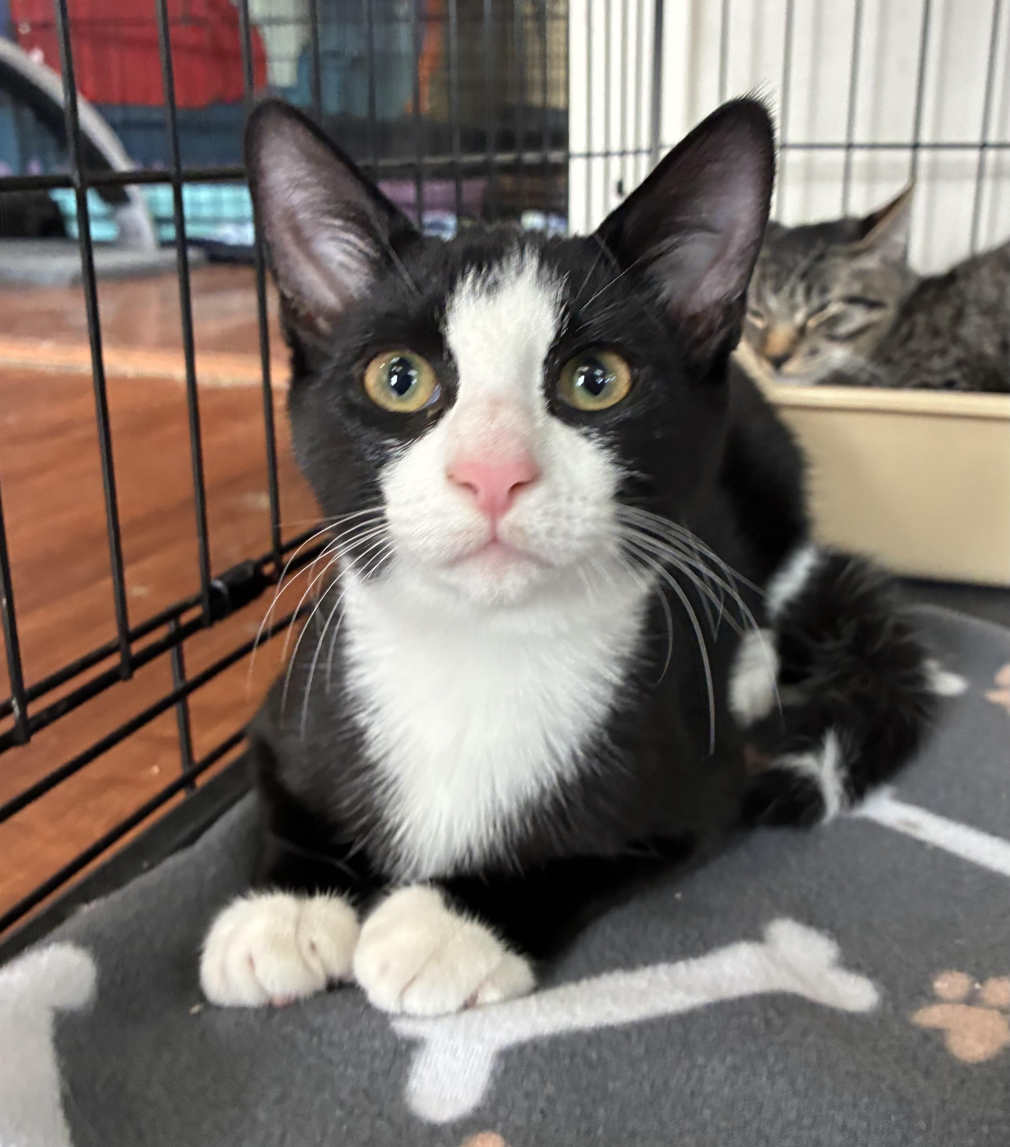 Enlarge Sam, a ADOPTABLE Domestic Short Hair in Breinigsville, PA image 1/2