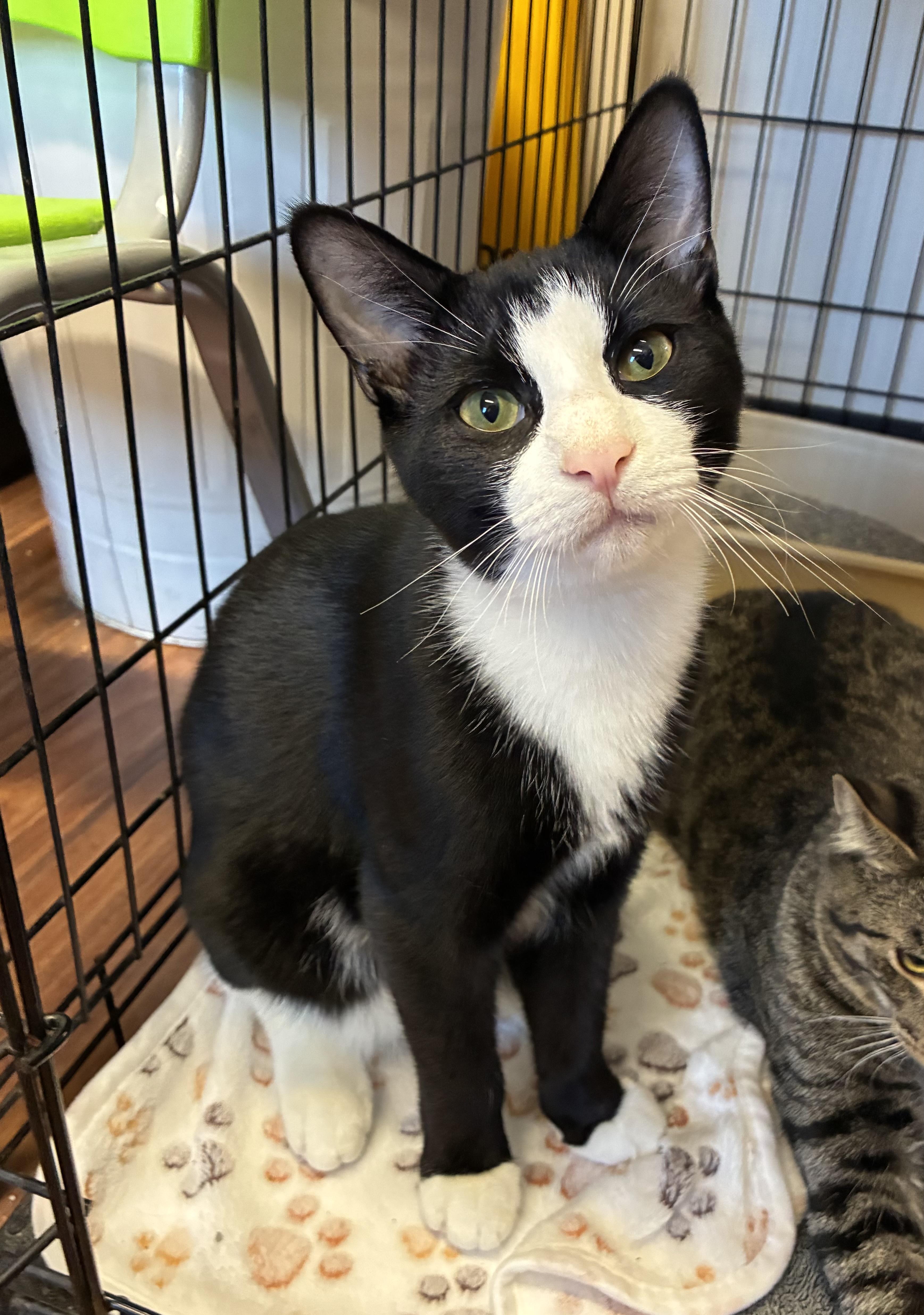 Enlarge Sam, a Adoptable Domestic Short Hair in Breinigsville, PA image 2/4