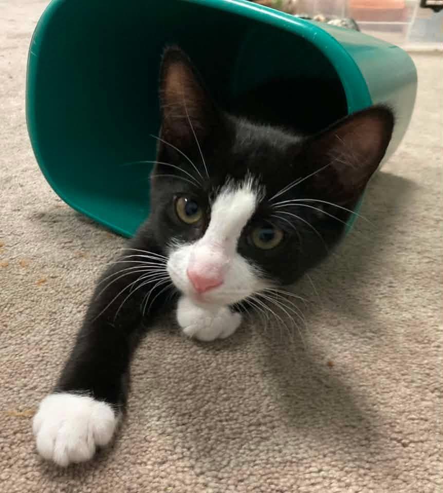 Enlarge Sam, a ADOPTABLE Domestic Short Hair in Breinigsville, PA image 1/1