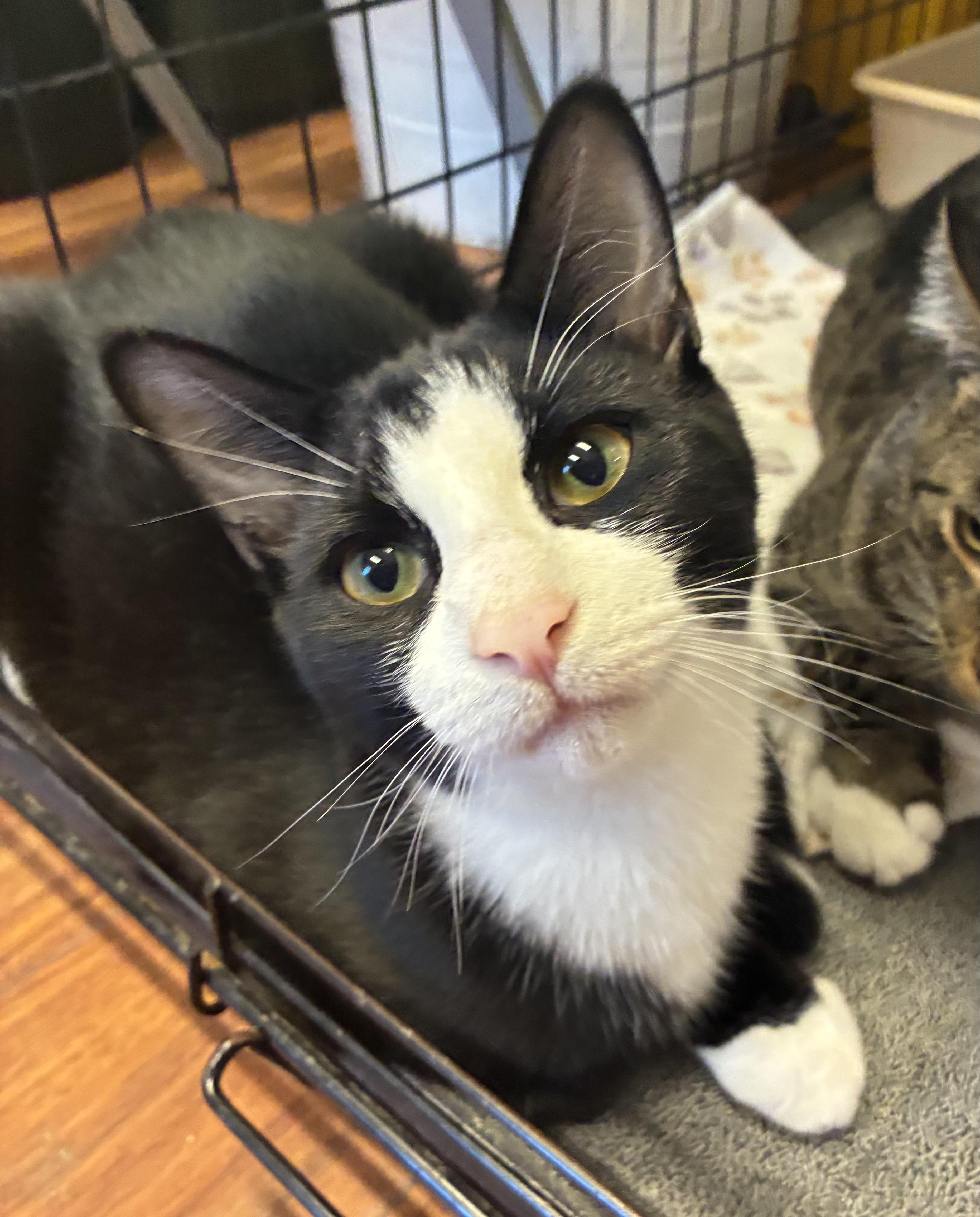 Enlarge Sam, a Adoptable Domestic Short Hair in Breinigsville, PA image 3/4
