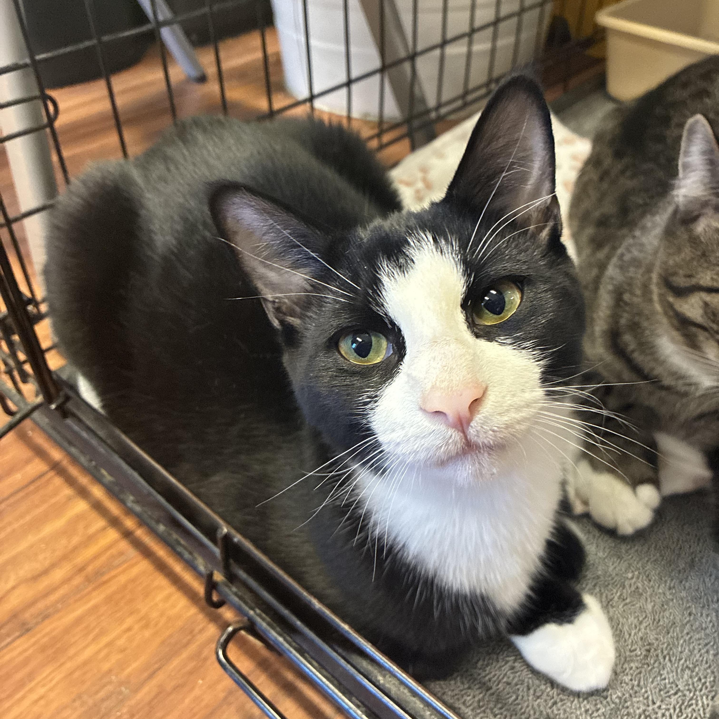Enlarge Sam, a Adoptable Domestic Short Hair in Breinigsville, PA image 1/4