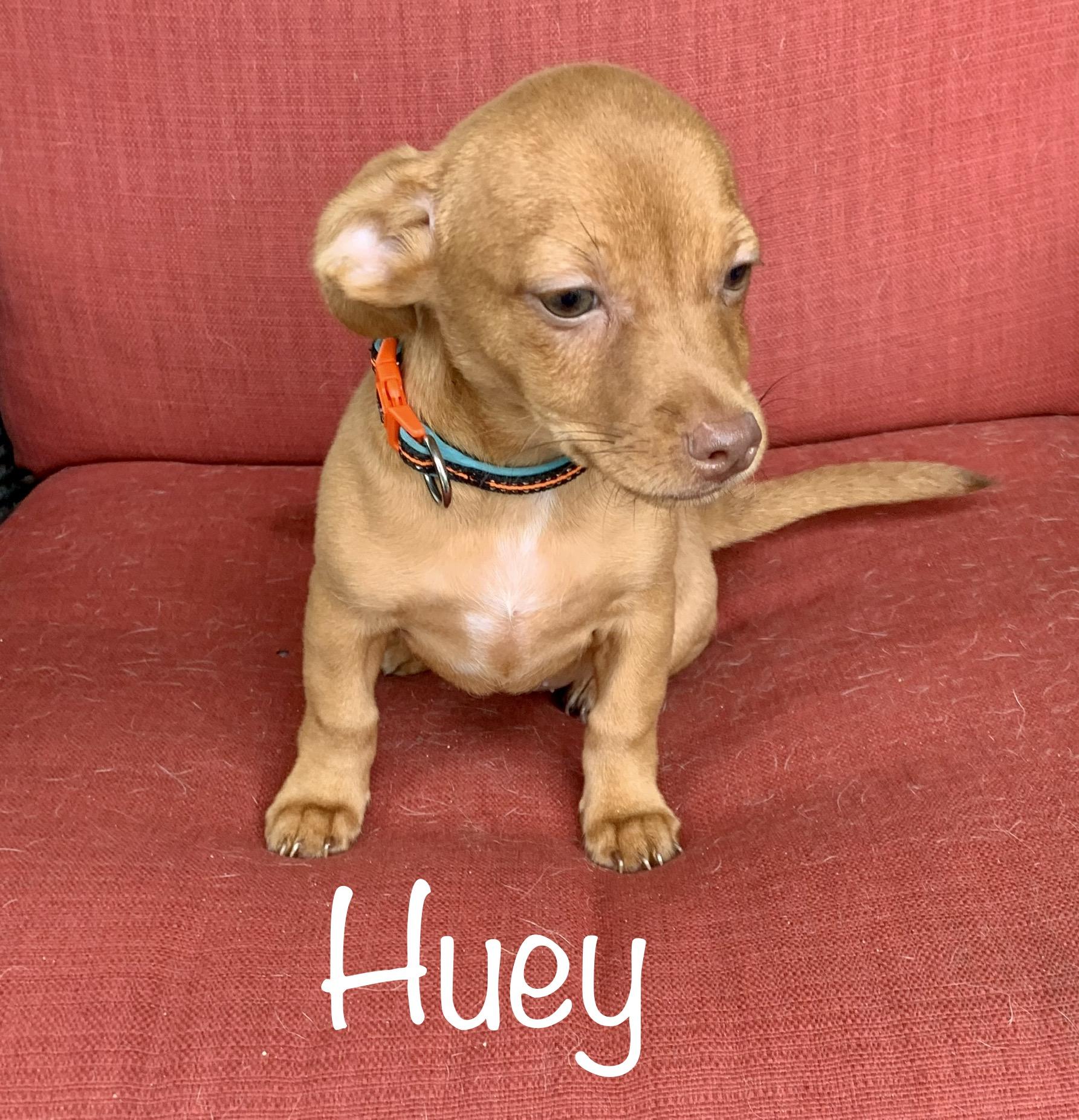 Meet Huey * MN, Baby Male unknown