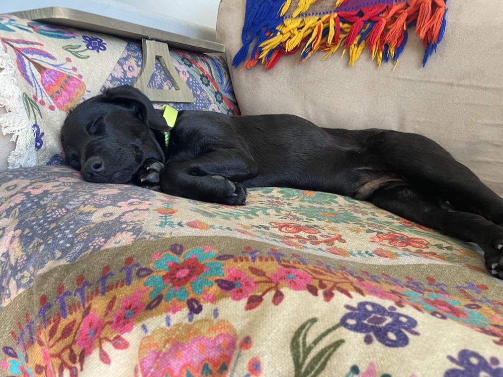 Denver, Adoptable, Puppy Male Vizsla & Rat Terrier.