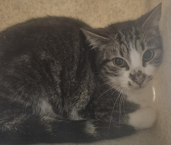 Beck, Adoptable, Young Male Domestic Medium Hair.