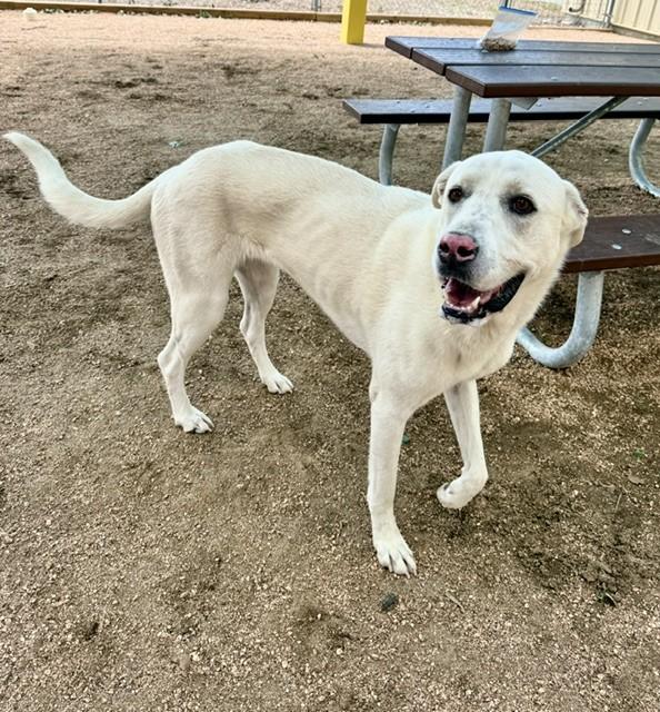 Enlarge Lucy, a ADOPTABLE mixed breed in Comfort, TX image 2/6